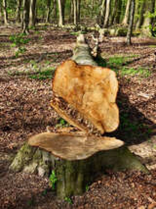 Корчевка пней, валка деревьев Минск